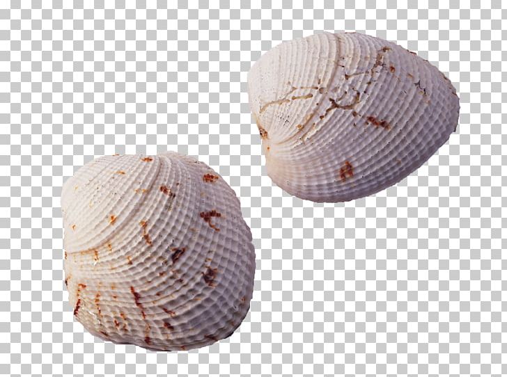 Seashell Conch PNG, Clipart, Beach, Clam, Clams Oysters Mussels And Scallops, Cockle, Conchology Free PNG Download