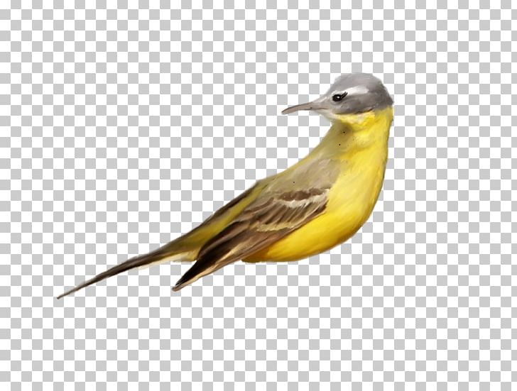 Bird Beak PNG, Clipart, American Goldfinch, Animals, Beak, Bird, Birdwatching Free PNG Download