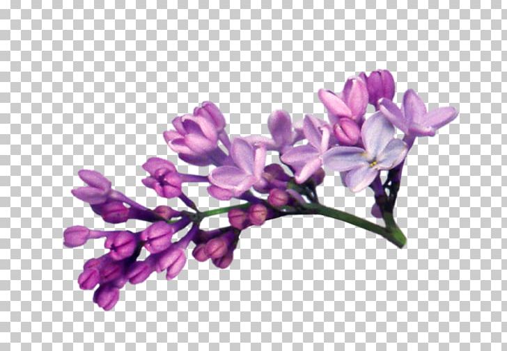 Lilac PNG, Clipart, Bitmap, Blossom, Branch, Clip Art, Cut Flowers Free PNG Download