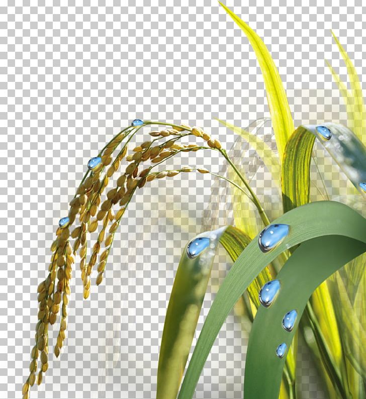 Paddy Field Gold Illustration PNG, Clipart, Arable Land, Brown Rice, Cdr, Download, Encapsulated Postscript Free PNG Download
