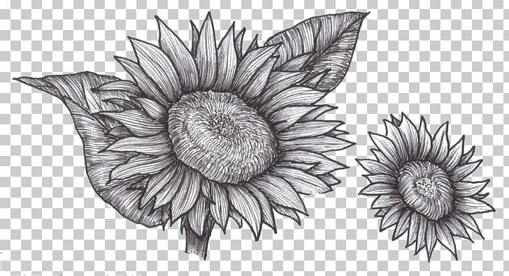 Sunflower Line Art png images | PNGWing