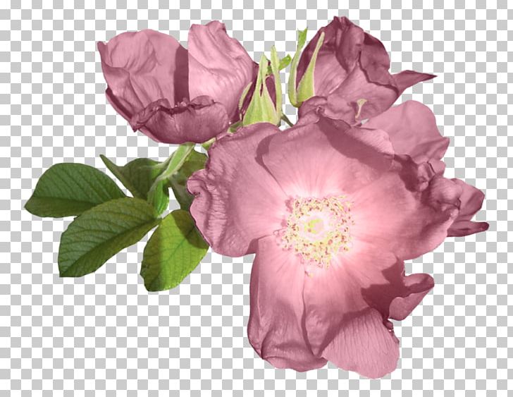 Centifolia Roses Garden Roses Purple Flower PNG, Clipart, Cut Flowers, Download, Floribunda, Flower, Flowering Plant Free PNG Download