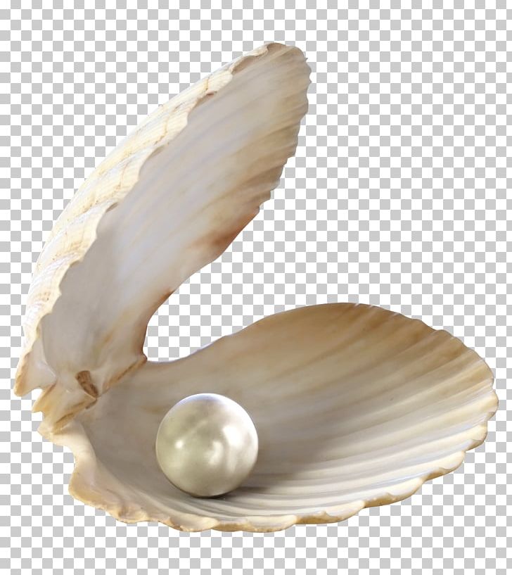 Seashell Desktop PNG, Clipart, Animals, Beach, Clam, Clams Oysters Mussels And Scallops, Clip Art Free PNG Download