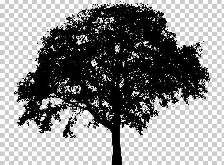 Tree Silhouette PNG, Clipart, Arecaceae, Black And White, Branch, Drawing, Leaf Free PNG Download
