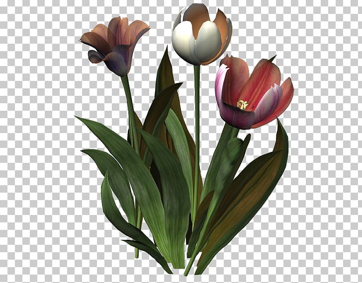 Tulip Flower Ping PNG, Clipart, Blog, Computer Graphics, Cut Flowers, Diary, Email Free PNG Download