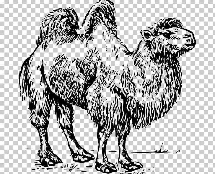 Bactrian Camel Dromedary Computer Icons PNG, Clipart, Bactrian Camel, Beak, Bird, Black And White, Camel Free PNG Download