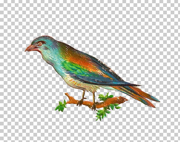 Bird Swallow PNG, Clipart, Animals, Beak, Bird, Birdcage, Bird Nest Free PNG Download
