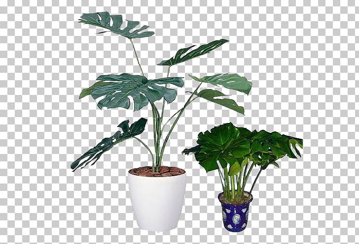Swiss Cheese Plant Light Houseplant Photocatalysis PNG, Clipart, Artificial Flower, Botany, Clean, Dcm Holdings Co Ltd, Devils Ivy Free PNG Download