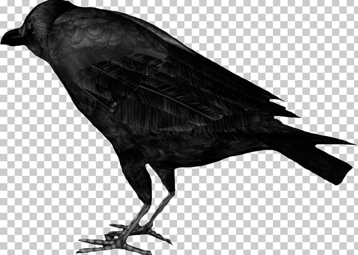 American Crow Rook New Caledonian Crow Raven Bird PNG, Clipart, American Crow, Animals, Beak, Bird, Black And White Free PNG Download