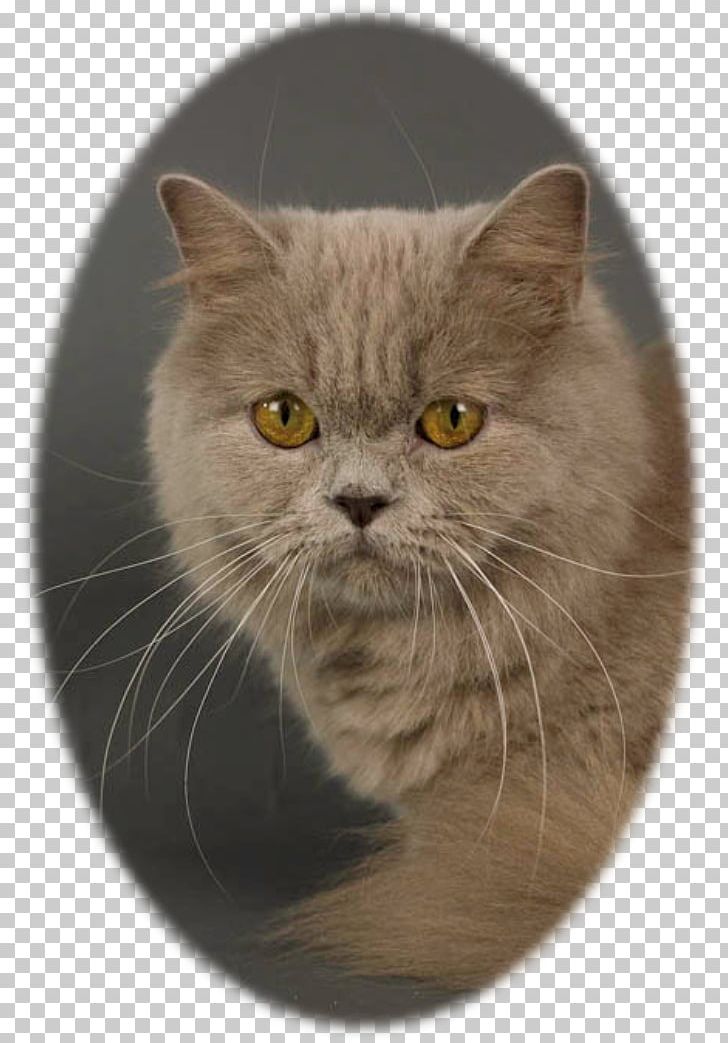 British Shorthair Persian Cat Chartreux Nebelung European