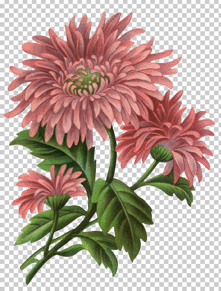 Flower Decoupage Floral Design PNG, Clipart, Annual Plant, Aster, Chrysanths, Cicekler, Common Daisy Free PNG Download