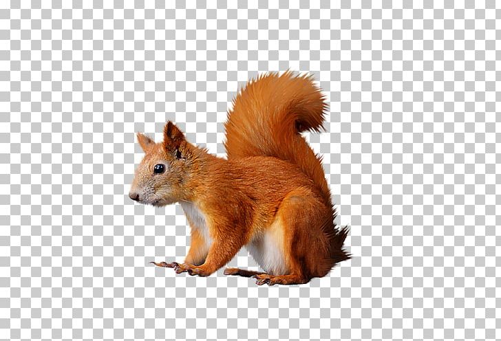 Raster Graphics Tree Squirrels Red Squirrel PNG, Clipart, Animaatio, Animal, Dhole, Digital Image, Fauna Free PNG Download