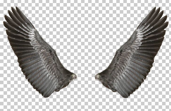 Wing Butterfly PNG, Clipart, Adobe Illustrator, Angels Wings, Angel Wing, Angel Wings, Black Free PNG Download