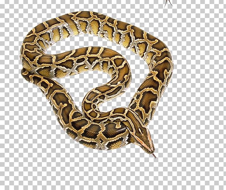 Boa Constrictor Hognose Snake Reptile Rattlesnake PNG, Clipart, Animal, Animals, Boa Constrictor, Boas, Boinae Free PNG Download