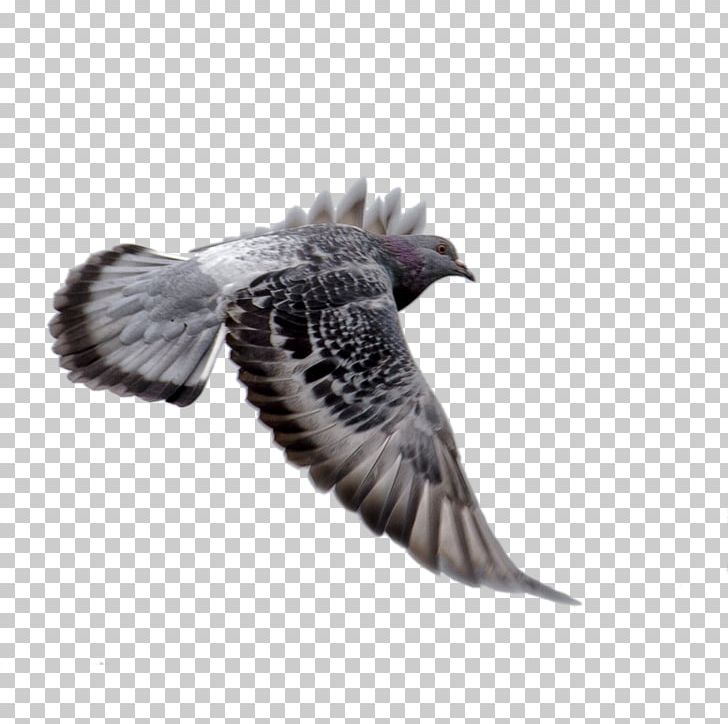 Columba PNG, Clipart, Adobe Illustrator, Angel Wings, Animal, Animation, Bird Free PNG Download