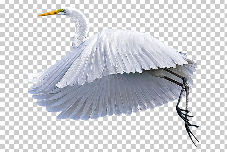 Egret Bird Grus PNG, Clipart, Beak, Bird, Ciconia, Crane, Crane Like Bird Free PNG Download