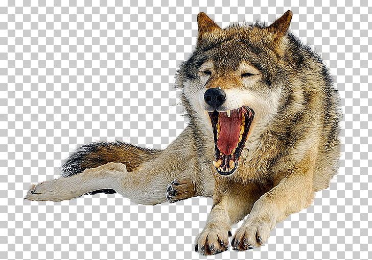 Iberian Wolf Lossless Compression PNG, Clipart, Animal, Canis Lupus Tundrarum, Carnivoran, Czech, Dog Breed Free PNG Download