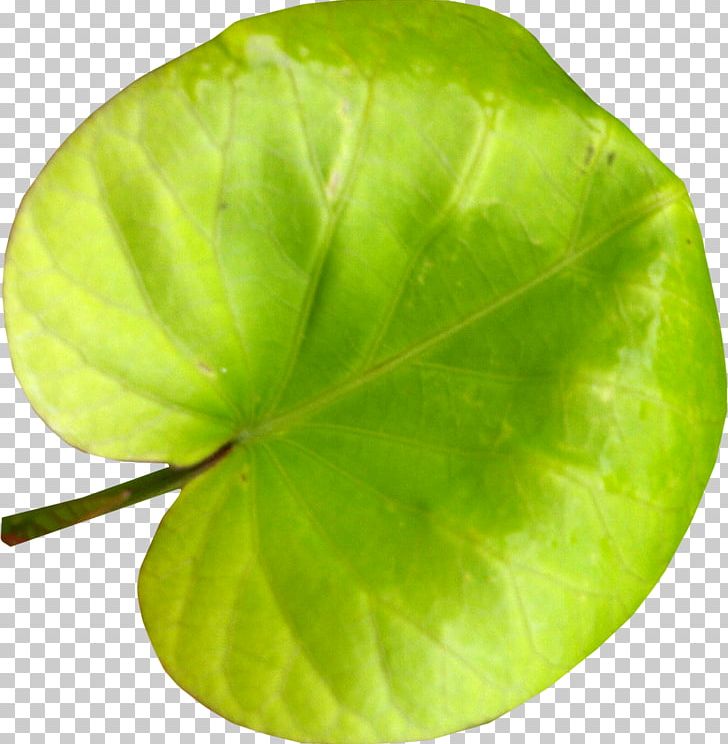 Leaf Photography Frames PNG, Clipart, Animal, Branch, Flower, Green, Leaf Free PNG Download