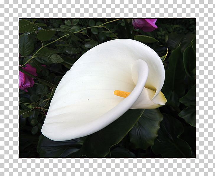 Paper Cascade Falls Box Envelope Printing PNG, Clipart, Alismatales, Arum, Arum Lilies, Arumlily, Blacksburg Free PNG Download