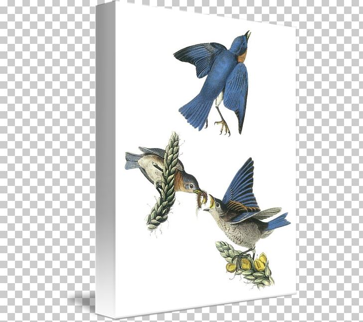 The Birds Of America Great Mullein National Audubon Society Eastern Bluebird PNG, Clipart, Art, Beak, Bird, Birds Of America, Bluebird Free PNG Download