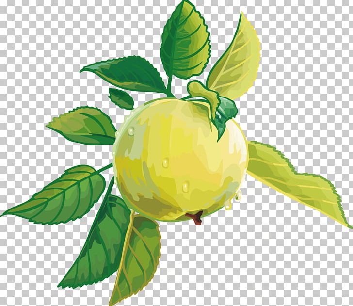 Juice Torte Fruit Apple PNG, Clipart, Apple, Branch, Cdr, Citrus, Euclidean Vector Free PNG Download
