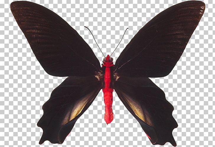 Butterfly Nymphalidae Insect Red-bodied Swallowtail Atrophaneura Semperi PNG, Clipart, Arthropod, Brush Footed Butterfly, Insects, Moth, Moths And Butterflies Free PNG Download