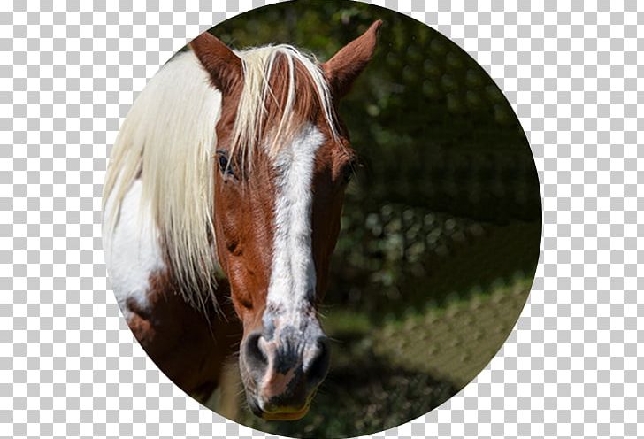 Mustang Stallion Mare Halter Freikörperkultur PNG, Clipart, Beyond Limits Training, Grass, Halter, Horse, Horse Like Mammal Free PNG Download