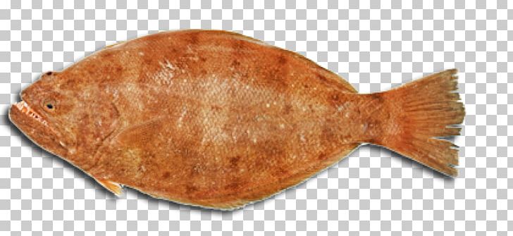 Sole PNG, Clipart, Abuse, Animals, Animal Source Foods, Computer Icons, Desktop Wallpaper Free PNG Download