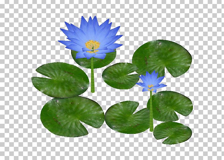 Water Lily PNG, Clipart, Annual Plant, Color, Download, Flora, Flower Free PNG Download