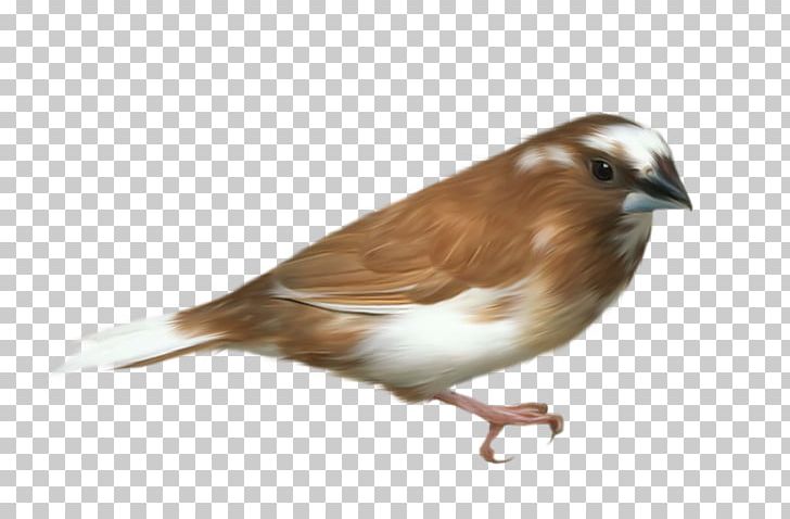 Bird Flight PNG, Clipart, Animals, Beak, Bird, Bird Flight, Common Swift Free PNG Download