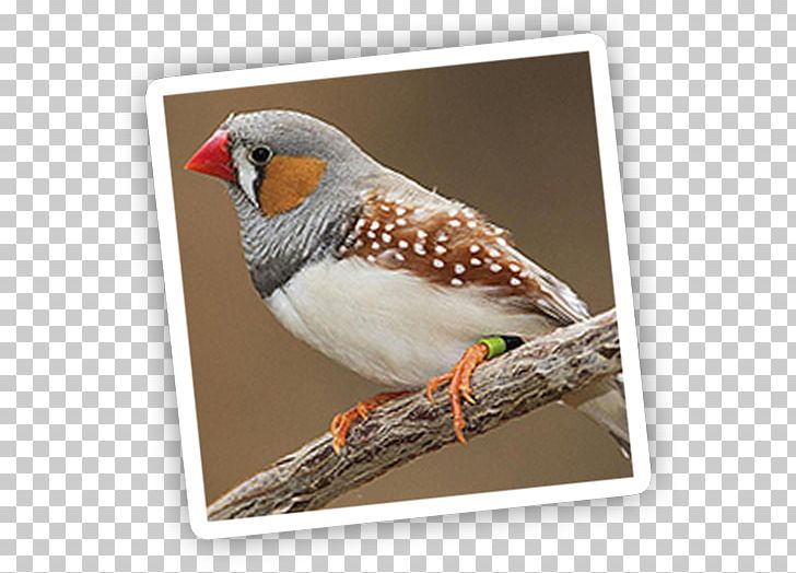 Breeding Zebra Finches Breeding Zebra Finches Bird Society Finch PNG, Clipart, Animals, Australian Parrots, Aviary, Beak, Bird Free PNG Download