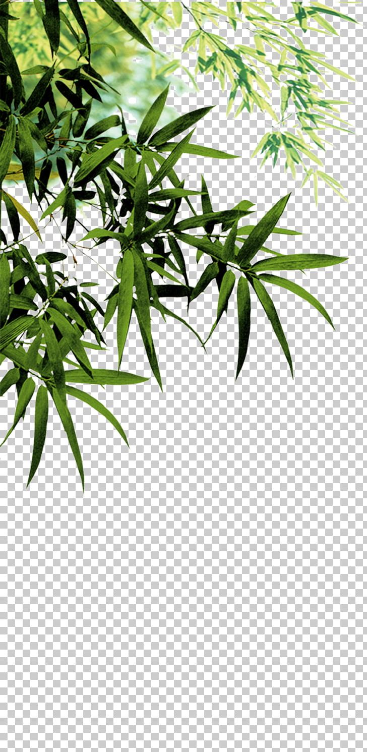 Anji County Bamboo Charcoal Software PNG, Clipart, Autumn Leaves, Bamboo, Bamboo Leaves, Banana Leaves, Branch Free PNG Download