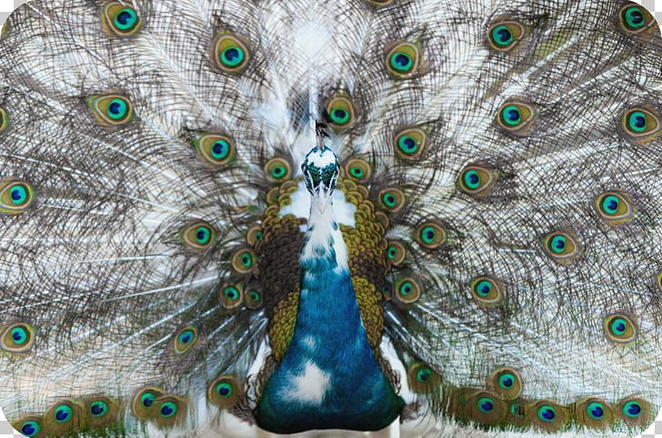 Feather Asiatic Peafowl Bird PNG, Clipart, Aboutme, Albinism, Animal, Animals, Asiatic Free PNG Download