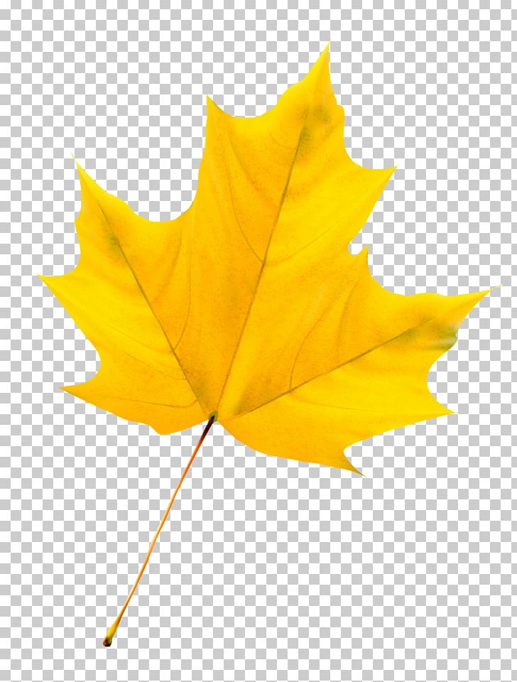 Maple Leaf PNG, Clipart, Autumn Leaves, Autumn Vector, Colorful Vector, Color Smoke, Color Splash Free PNG Download