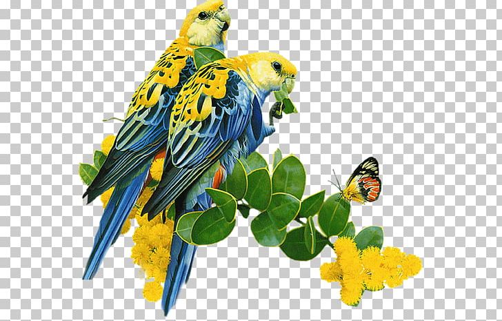 Parrot Lovebird Budgerigar Desktop PNG, Clipart, Animals, Beak, Bird, Bird Flight, Bird Supply Free PNG Download