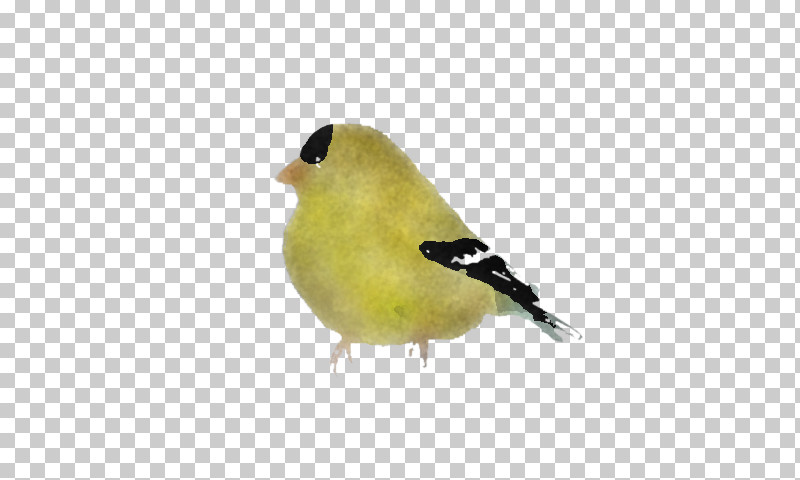 Feather PNG, Clipart, American Goldfinch, Atlantic Canary, Beak, Bird, Feather Free PNG Download