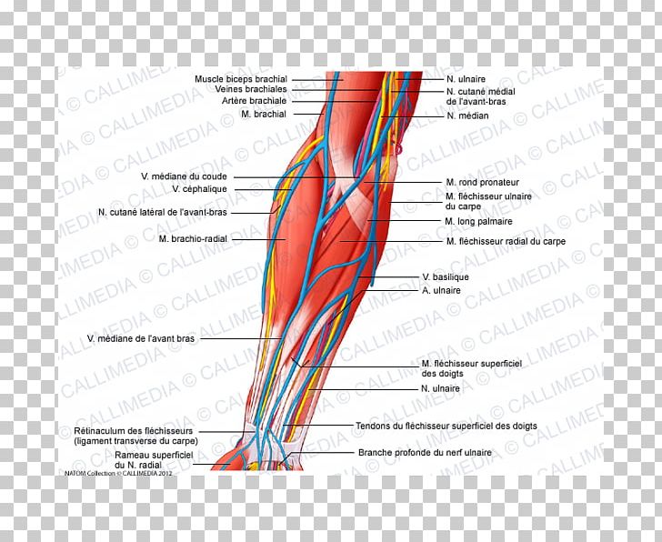 Anterior Compartment Of The Forearm Elbow Nerve Brachialis Muscle PNG, Clipart, Anatomy, Angle, Arm, Basilic Vein, Biceps Free PNG Download