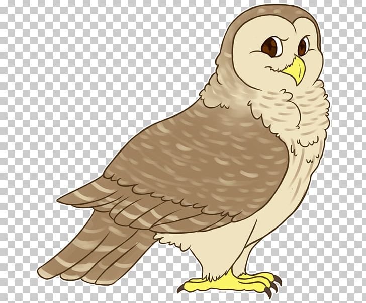 Bald Eagle Owl Hawk Beak PNG, Clipart, Bald Eagle, Barred Owl, Beak, Bird, Bird Of Prey Free PNG Download