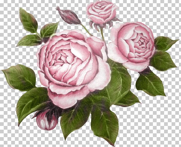 Garden Roses Flower Raster Graphics Editor PNG, Clipart, Camellia, Centifolia Roses, Cut Flowers, Decoupage, Designer Free PNG Download