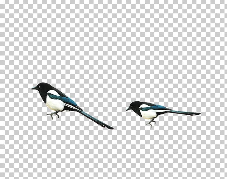 Eurasian Tree Sparrow Eurasian Magpie Bird PNG, Clipart, Adobe Illustrator, Animals, Beak, Birdcage, Cage Free PNG Download