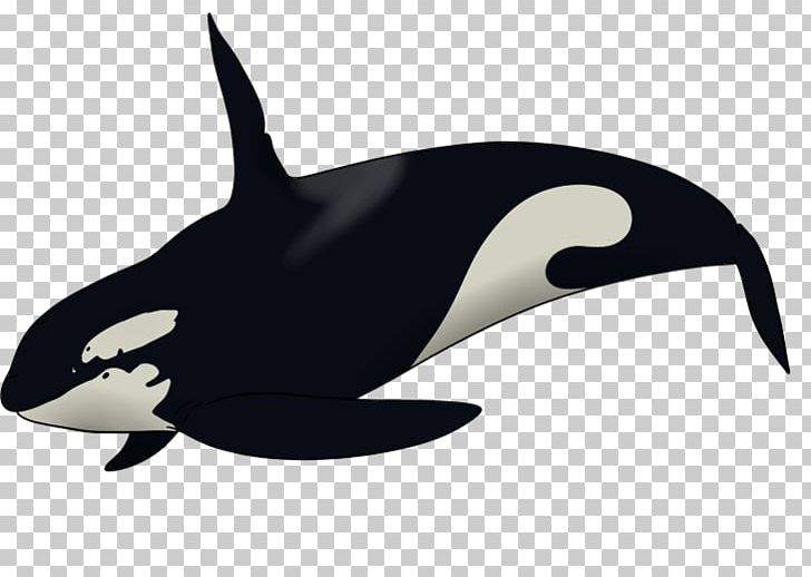 Killer Whale Dolphin Drawing PNG, Clipart, 27 January, Animals, Beak, Black, Black And White Free PNG Download