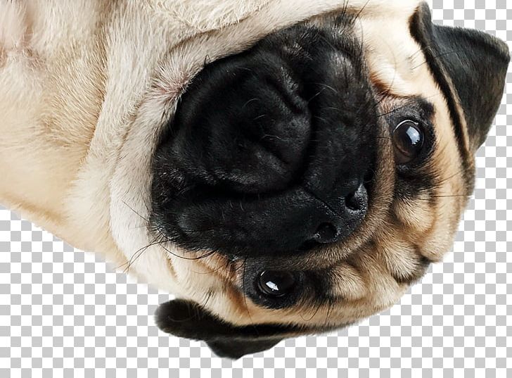 Pug Puppy Dog Breed Companion Dog Snout PNG, Clipart, Animals, Breed, Canidae, Carnivoran, Companion Dog Free PNG Download