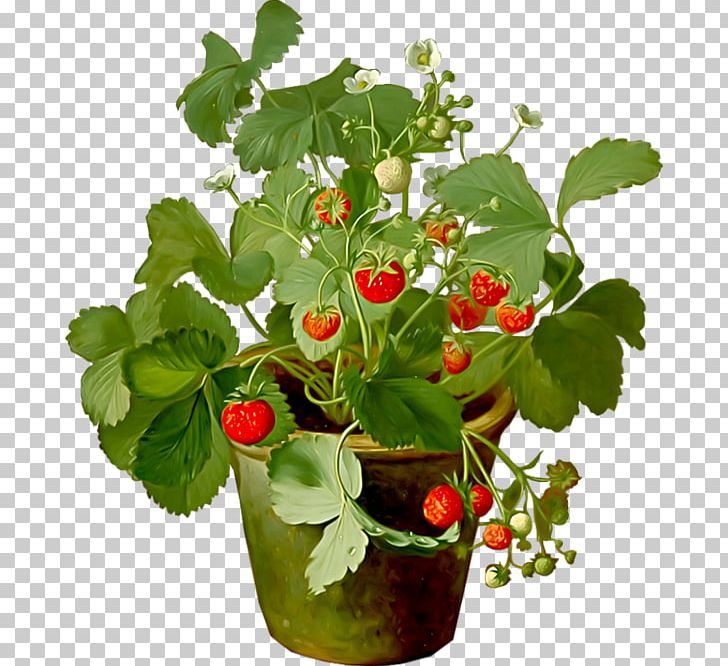 Strawberry Fraisier Amorodo Fruit Drawing PNG, Clipart, Amorodo, Drawing, Flowerpot, Food, Fragaria Free PNG Download