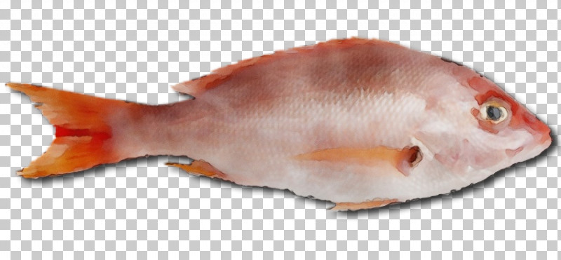 Northern Red Snapper Fish Products Seafood Fish Snapper PNG, Clipart, Animal Figurine, Biology, Fish, Fish Products, Northern Red Snapper Free PNG Download