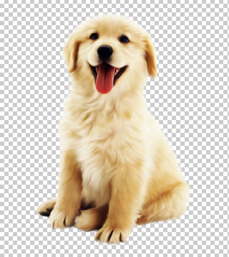 Dog Golden Retriever Puppy Retriever Nose PNG, Clipart, Dog, Golden Retriever, Nose, Puppy, Retriever Free PNG Download