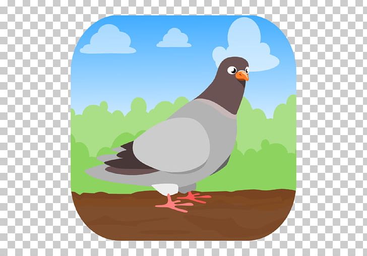 Bird Domestic Pigeon Household Insect Repellents Pigeon Hunt Perfect Pose PNG, Clipart, Animal, Animals, App, Appbrain, Beak Free PNG Download