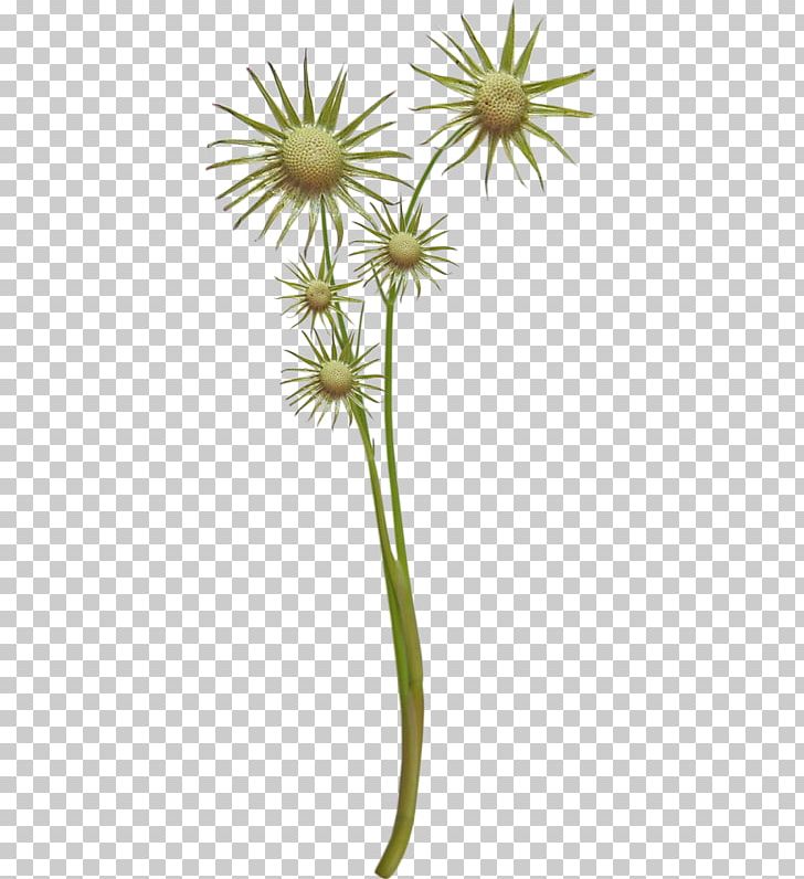 Dandelion Commodity Plant Stem PNG, Clipart, Ayrac, Commodity, Daisy Family, Dandelion, Flora Free PNG Download