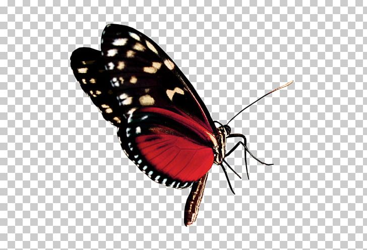 Monarch Butterfly Banya Cosmetics Nail PNG, Clipart, Arthropod, Artikel, Banya, Brush, Brush Footed Butterfly Free PNG Download