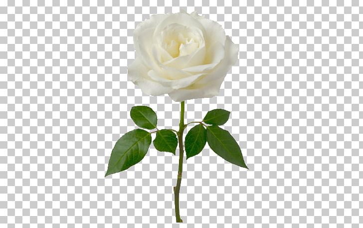 Single White Rose PNG, Clipart, Flowers, Nature, Rose Free PNG Download