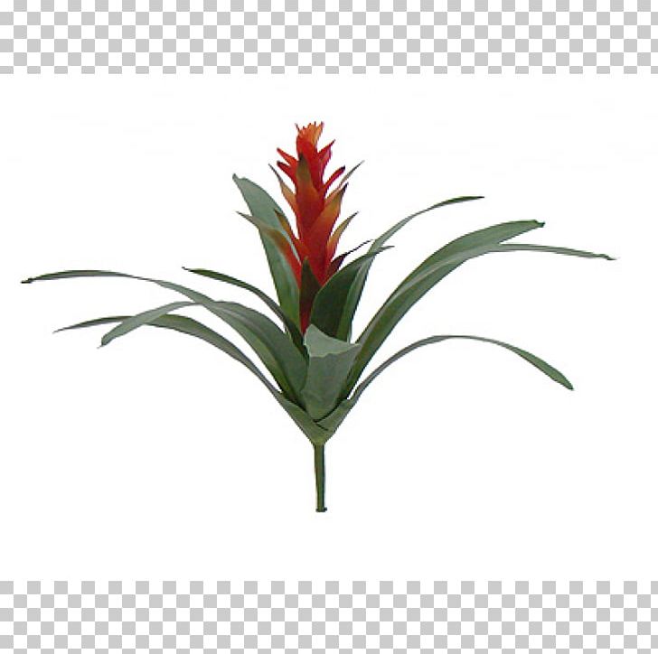 Bromelia Flowerpot Common Ivy Aechmea Aloe Vera PNG, Clipart, Aechmea, Aechmea Fasciata, Aloe Vera, Bromelia, Bromeliaceae Free PNG Download